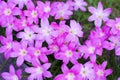 Pink rain lilly blossom flower Royalty Free Stock Photo