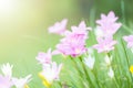 Pink rain lilly blossom flower with sunflare