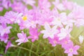 Pink rain lilly blossom flower with sunflare