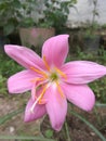 Pink rain lilly