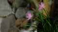 Pink Rain lily flower Also known as the zephyr lily, fairy lily, and rain flower Royalty Free Stock Photo