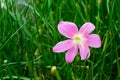 Pink rain lily flower Royalty Free Stock Photo