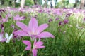 Pink Rain Lily Flower Blooming Through the Field Royalty Free Stock Photo