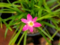 Pink Rain Lily Flower Blooming Royalty Free Stock Photo