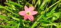 Pink rain Lily Flower in the Garden on Green Grass Background Royalty Free Stock Photo