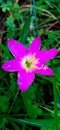 Pink Rain Lily flower in the garden Royalty Free Stock Photo