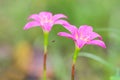 Pink rain lily flower on green natural background. Royalty Free Stock Photo