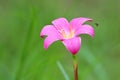 Pink rain lily flower on green natural background. Royalty Free Stock Photo