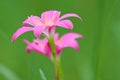 Pink rain lily flower on green natural background. Royalty Free Stock Photo