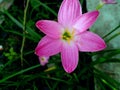 Pink Rain Lily Flower Royalty Free Stock Photo