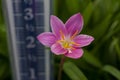 Pink rain lily flower