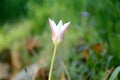 The pink rain lily flower with plant growing in the garden Royalty Free Stock Photo