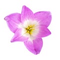 Pink rain lily flower plant . Royalty Free Stock Photo