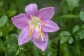 Pink Rain Lily flower