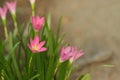 Pink rain lily flower / Zephyranthes