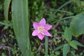 Pink rain lily flower, Zephyranthes rosea. Beautiful rosy rain lily flowers in nature