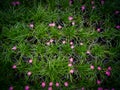 Pink Rain Lily Flowers Blooming Royalty Free Stock Photo