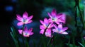 Pink Rain Lily Flowers during monsoon Royalty Free Stock Photo