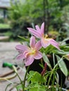 Pink Rain Lily flowers