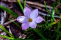 Pink Rain Lily growing in the garden Royalty Free Stock Photo