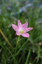 Pink rain lily Royalty Free Stock Photo