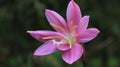 Pink Rain Lily Rosepink Zephyr Lily Royalty Free Stock Photo