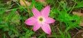 Pink Rain Lily Flower on Green Grass Background Royalty Free Stock Photo