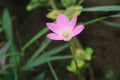 Pink rain lily zephyranthes flower bloms in the garden