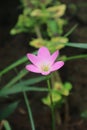 Pink rain lily zephyranthes flower bloms in the garden