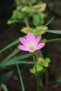 Pink rain lily zephyranthes flower bloms in the garden Royalty Free Stock Photo