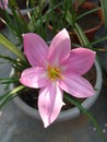 Pink Rain Water Lily Flower Royalty Free Stock Photo