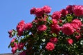 Pink rambler rose Royalty Free Stock Photo