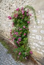 Pink rambler rose climbing a wall Royalty Free Stock Photo