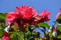 Pink rambler rose Royalty Free Stock Photo