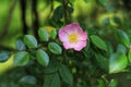 Pink rambling rose in garden.