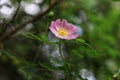 Pink rambling rose in garden.