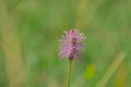 Pink rampion flower -Phyteuma