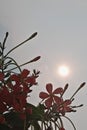 Pink Rangoon creeper flowers with evening sun shining in the background