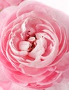 Pink Ranunculus Royalty Free Stock Photo