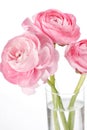 Pink Ranunculus Royalty Free Stock Photo