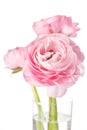 Pink Ranunculus Royalty Free Stock Photo