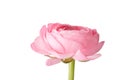 Pink Ranunculus Royalty Free Stock Photo