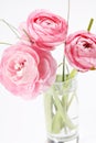 Pink Ranunculus Royalty Free Stock Photo