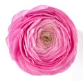 Pink ranunculus Royalty Free Stock Photo