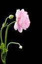 Pink Ranunculus