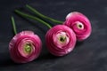 Pink Ranunculus asiaticus flowers on black, persian buttercup, closeup blooming pink flower as a wallpaper, horizontal photo. AI