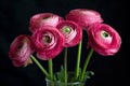 Pink Ranunculus asiaticus flowers on black, persian buttercup, closeup blooming pink flowers in a vase as a wallpaper, horizontal