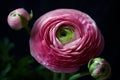 Pink ranunculus on black, macro shot of persian buttercup, closeup blooming pink flower as a wallpaper, horizontal photo. AI