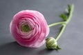 Pink ranunculus on black, macro shot of persian buttercup, closeup blooming pink flower as a wallpaper, horizontal photo. AI