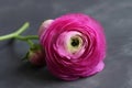 Pink ranunculus on black, macro shot of persian buttercup, closeup blooming pink flower as a wallpaper, horizontal photo. AI